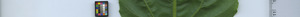 leafstrip