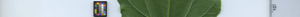 leafstrip