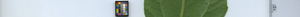 leafstrip