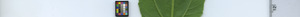 leafstrip
