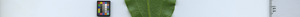 leafstrip