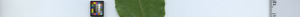 leafstrip