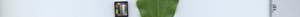 leafstrip