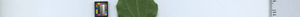 leafstrip