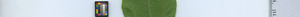 leafstrip