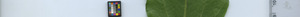 leafstrip