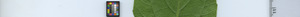 leafstrip