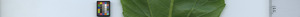 leafstrip