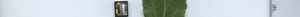 leafstrip