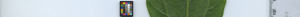 leafstrip