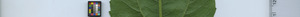 leafstrip