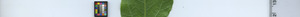 leafstrip
