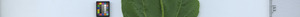 leafstrip