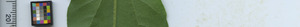 leafstrip