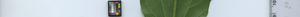 leafstrip