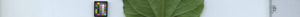 leafstrip