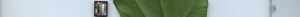 leafstrip
