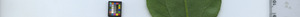 leafstrip