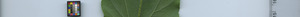 leafstrip