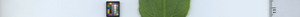 leafstrip