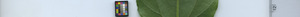 leafstrip