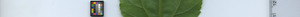 leafstrip