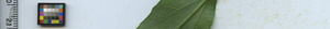 leafstrip