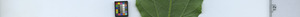 leafstrip