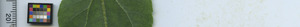 leafstrip