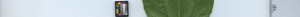 leafstrip