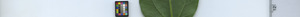 leafstrip