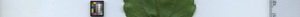 leafstrip
