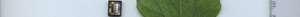 leafstrip
