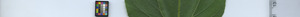 leafstrip