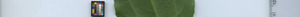 leafstrip