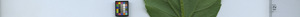 leafstrip
