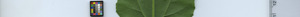 leafstrip