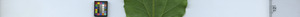 leafstrip