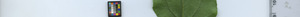 leafstrip