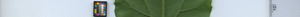 leafstrip