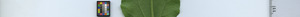 leafstrip