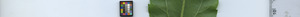 leafstrip