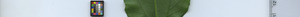 leafstrip