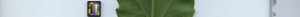 leafstrip