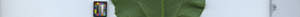 leafstrip