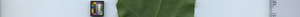 leafstrip
