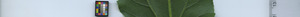 leafstrip