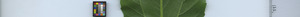 leafstrip