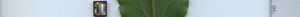 leafstrip