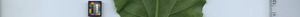 leafstrip